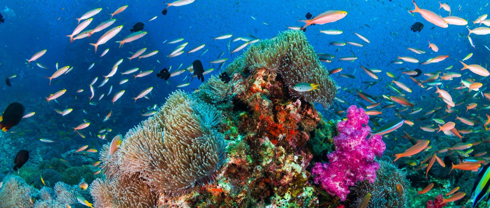 Healthy coral reef
